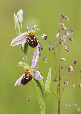 Bienen-Ragwurz (Ophrys apifera) - Bild 002 - Foto: Regine Schadach