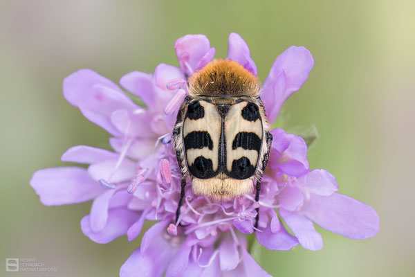 Glattschieniger Pinselkäfer (Trichius gallicus)