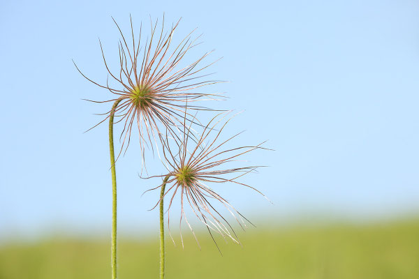 Gewöhnliche Kuhschelle (Pulsatilla vulgaris) Bild 021 Foto: Regine Schadach