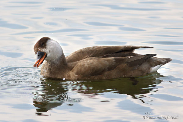 Kolbenente (Netta rufina) - Weibchen - Bild 006 - Foto: Regine Schadach - Canon EOS 7D Mark II - Canon EF 400mm f/5,6 L USM