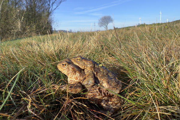 Ein Erdkrötenpaar auf Wanderschaft am Tage. Sie können nicht auf Regen warten. Der Laichdruck ist schon zu hoch.