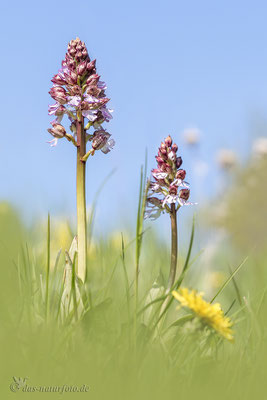 Purpur-Knabenkraut (Orchis purpurea)  Bild 010 Foto: Regine Schadach - Olympus OM-D E-M5 Mark II - M.ZUIKO DIGITAL ED 40‑150mm 1:2.8 PRO