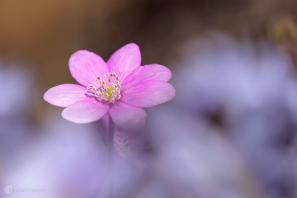 Leberblümchen (Hepatica nobilis)  Bild 017 Foto: Regine Schadach - Olympus OM-D E-M5 Mark II - M.ZUIKO DIGITAL ED 40‑150mm 1:2.8 PRO 