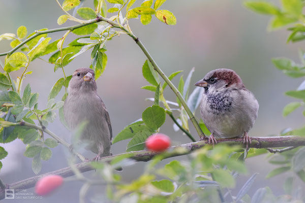 Herr und Frau Haussperling (Passer domesticus)