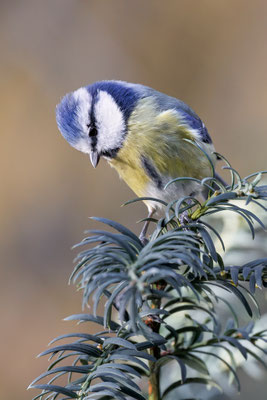 Blaumeise (Cyanistes caeruleus) 