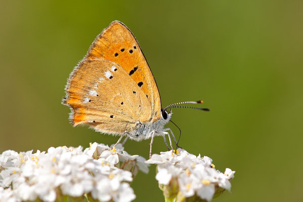 Dukatenfalter (Lycaena virgaureae) - Bild 003 - Foto: Regine Schadach