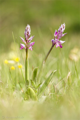 Helm-Knabenkraut (Orchis militaris) - Bild 007 - Foto: Regine Schadach - Canon EOS 5D Mark III Sigma 150mm f/2.8 Macro