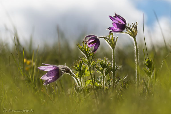 Gewöhnliche Kuhschelle (Pulsatilla vulgaris) Bild 030 Foto: Regine Schadach - Olympus OM-D E-M5 Mark II - M.ZUIKO DIGITAL ED 60mm 1:2.8 Macro 