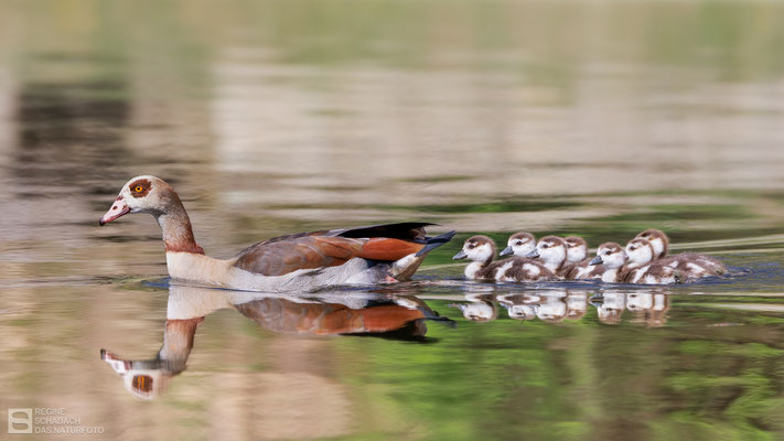 Nilgans (Alopochen aegyptiaca) - Familienausflug