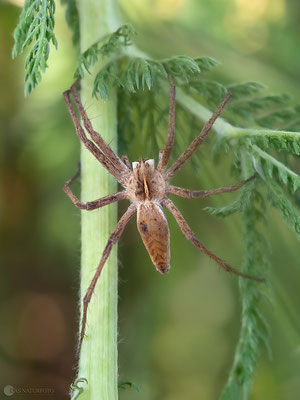 Listspinne (Pisaura mirabilis) - Bild 018 - Foto: Regine Schadach - Olympus OM-D E-M1 Mark I I - M.ZUIKO DIGITAL ED 60mm 1:2.8 Macro 