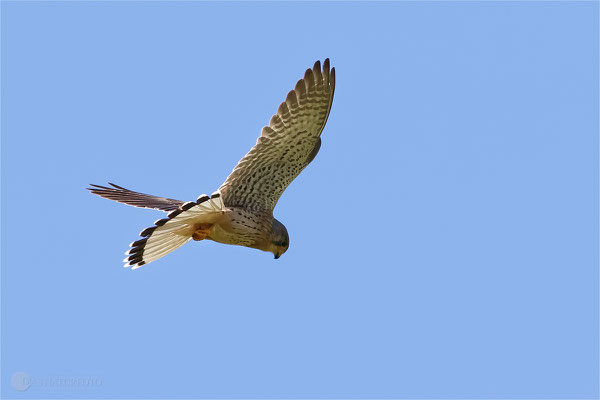 Turmfalke (Falco tinnunculus) Bild 004 Foto: Regine Schadach - Canon EOS 7D Mark II Canon EF 400mm f/5.6 L USM