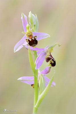 Bienen-Ragwurz (Ophrys apifera) - Bild 005 - Foto: Regine Schadach