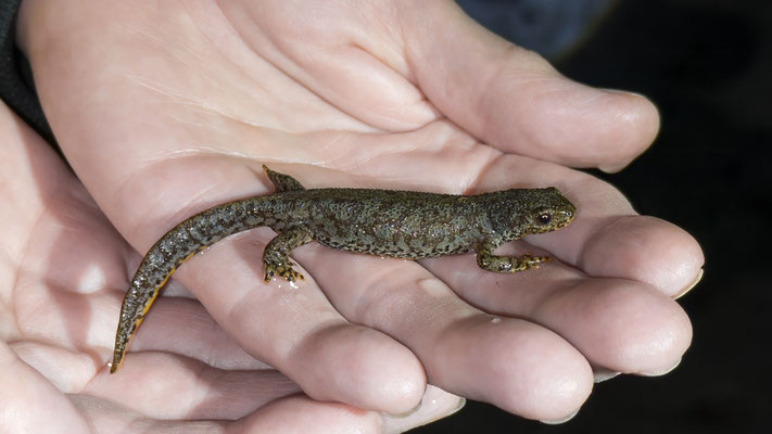 Bergmolch Weibchen - Oberseite