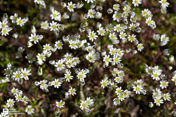 Frühlings-Hungerblümchen (Draba verna) Bild 004 - Foto: Regine Schadach