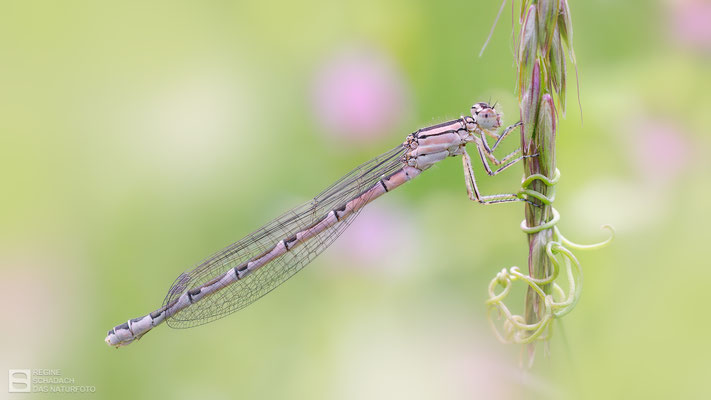 Gemeine Becherjungfer (Enallagma cyathigerum) - junges Weibchen 