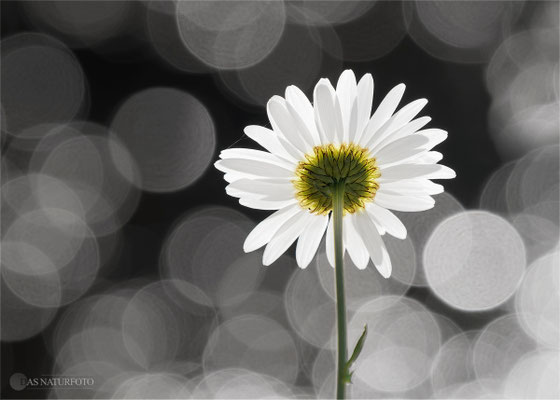 My Flower (Margerite im Gegenlicht) Foto: Regine Schadach - Olympus OM-D E-M5 Mark II - M.ZUIKO DIGITAL ED 40‑150mm 1:2.8 PRO 