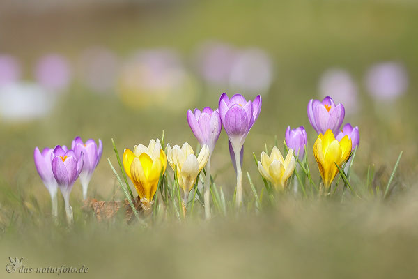 Krokusse unbestimmt (Crocus indet.) - Bild 005 - Foto: Regine Schadach - Canon EOS 5D Mark III Sigma 150mm f/2.8 Macro