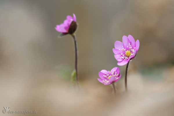 Leberblümchen (Hepatica nobilis) Bild 011 Foto: Regine Schadach - Olympus OM-D E-M5 Mark II - M.ZUIKO DIGITAL ED 40‑150mm 1:2.8 PRO 