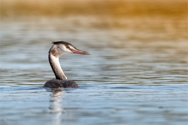 Haubentaucher (Podiceps cristatus)