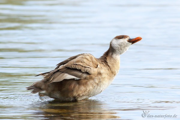 Kolbenente (Netta rufina) - Weibchen - Bild 007 - Foto: Regine Schadach - Canon EOS 7D Mark II - Canon EF 400mm f/5,6 L USM