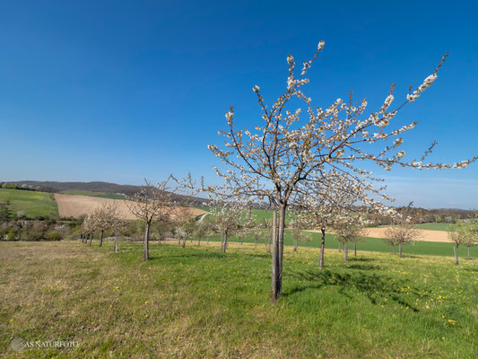  LK Goslar bei Heißum Backenberg April 2020 - Foto: Regine Schadach - Olympus OM-D E-M1 Mark II - M.ZUIKO DIGITAL ED 7-14mm 2.8 PRO