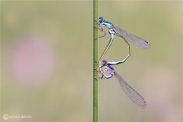 Große Pechlibelle (Ischnura elegans) Paarungsrad  Bild 023 Foto: Regine Schadach  - Canon EOS 5D Mark III Sigma 150mm f/2.8 Macro