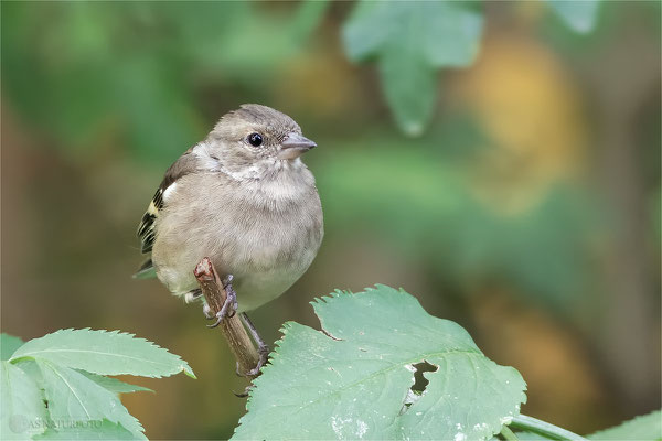 Buchfink (Fringilla coelebs) - Jungvogel Bild 004  - Foto: Regine Schadach - Canon EOS 7D Mark II Canon EF 400mm f/5.6 L USM