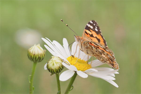 Distelfalter (Vanessa cardui) Bild 006 Foto: Regine Schadach - Olympus OM-D E-M1 Mark II - M.ZUIKO DIGITAL ED 60mm 1:2.8 Macro 