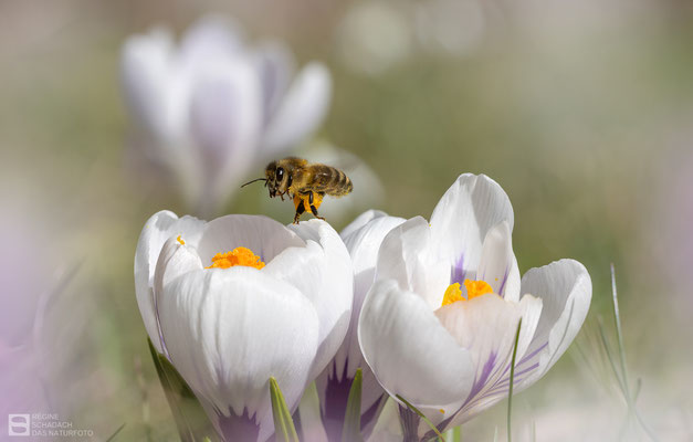 Westliche Honigbiene (Apis mellifera)