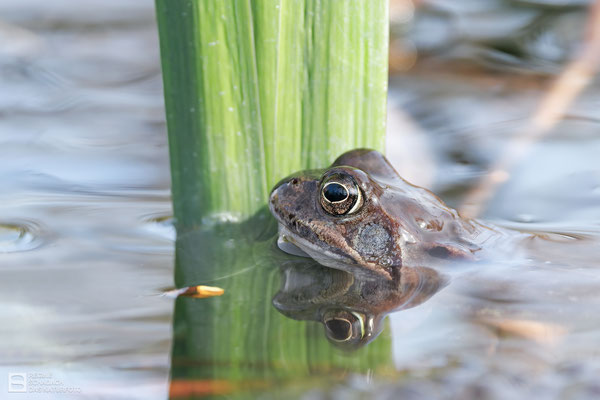 Grasfrosch (Rana temporaria) Bild 030 - Foto: Regine Schadach - Canon EOS R5 - Canon RF 100-500mm F4.5-7.1 L IS USM