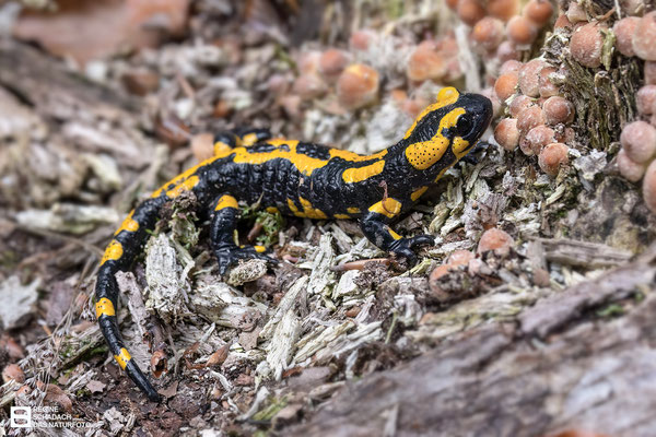 Feuersalamander (Salamandra salamandra) Bild 001 - Foto: Regine Schadach