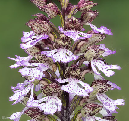 Purpur-Knabenkraut (Orchis purpurea) Bild 019 - Foto: Regine Schadach - Olympus OM-D E-M1 Mark I I- M.ZUIKO DIGITAL ED 60mm 1:2.8 Macro 