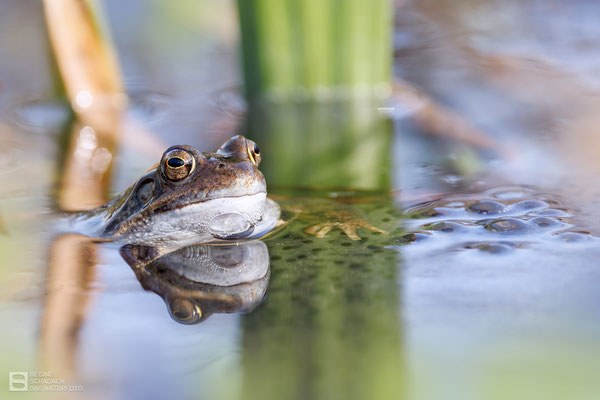 Grasfrosch (Rana temporaria) Bild 028 - Foto: Regine Schadach - Canon EOS R5 - Canon RF 100-500mm F4.5-7.1 L IS USM