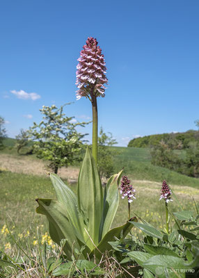 Purpur-Knabenkraut (Orchis purpurea) Bild 018 - Foto: Regine Schadach - Olympus OM-D E-M1 Mark II - M.ZUIKO DIGITAL ED 7-14mm 2.8 PRO