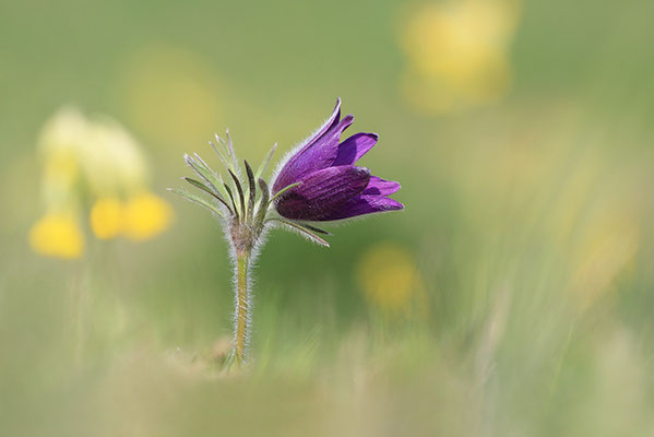 Gewöhnliche Kuhschelle (Pulsatilla vulgaris) Bild 008 Foto: Regine Schadach