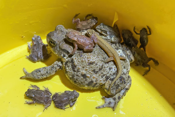 Der erste Nachwuchs - auch sie wollen lebend über die Straße kommen