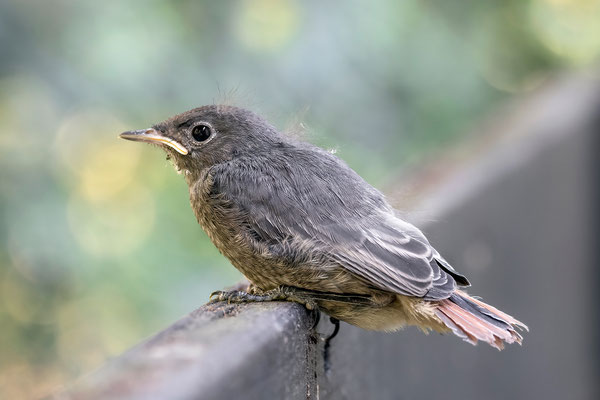 Junger Hausrotschwanz, der den Sprung aus dem Nest gerade gewagt hat. - Foto: Regine Schadach