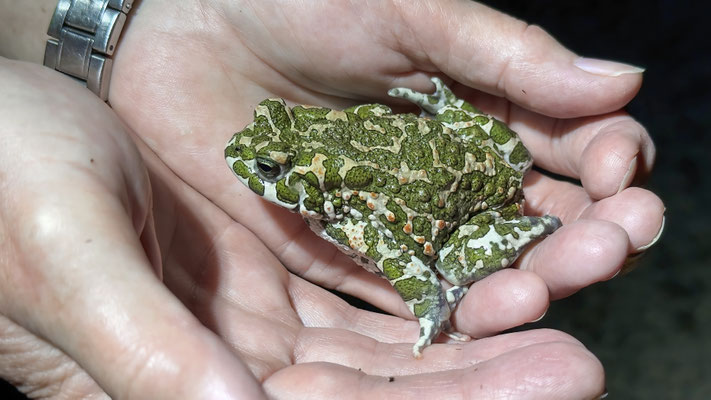 Erneut wurde wieder eine Wechselkröte gefunden. Rote Liste 1  - Ein zweiter Fund wurde noch bestäötigt.