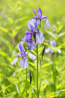 Sibirische Schwertlilie (Iris sibirica) Bild 004 Foto: Regine Schadach