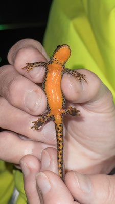 Bergmolch Weibchen - Unterseite