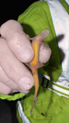 Die Unterseite eines Fadenmolches 