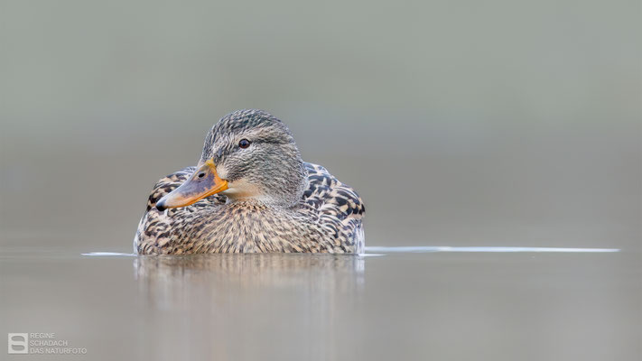 Stockente (Anas platyrhynchos) - Weibchen
