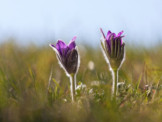 Gewöhnliche Kuhschelle (Pulsatilla vulgaris) Bild 017 Foto: Regine Schadach