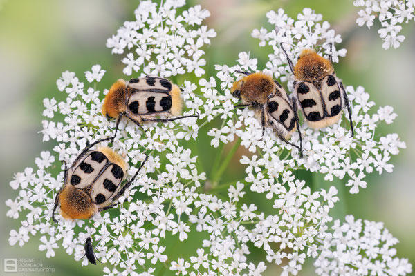 Glattschienige Pinselkäfer (Trichius gallicus)