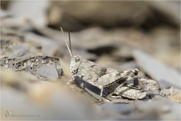 Blauflugelige Odlandschrecke Bilder Fotos Naturfotografie