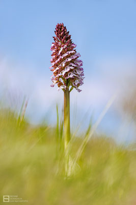 Purpur-Knabenkraut (Orchis purpurea) Bild 021 - Foto: Regine Schadach -  Canon EOS R5 - Canon RF 100-500mm F4.5-7.1 L IS USM