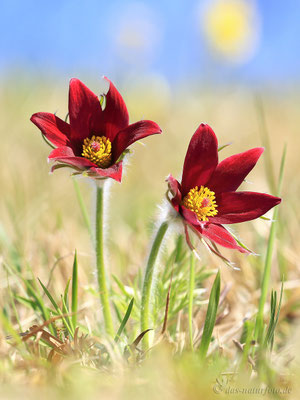 Gewöhnliche Kuhschelle (Pulsatilla vulgaris) rote Variante Bild 030 Foto: RegineSchadach - Canon EOS 5D Mark III Sigma 150mm f/2.8 Macro