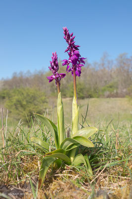 Manns-Knabenkraut (Orchis mascula)  - Bild 020 - Foto: Regine Schadach - Olympus OM-D E-M1 Mark II - M.ZUIKO DIGITAL ED 7-14mm 2.8 PRO