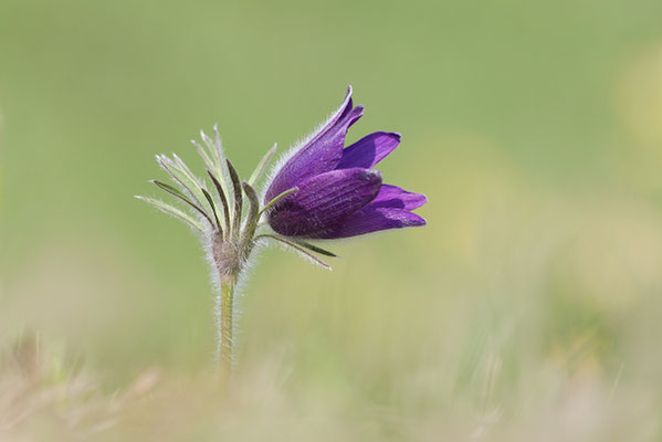 Gewöhnliche Kuhschelle (Pulsatilla vulgaris) Bild 009 Foto: Regine Schadach