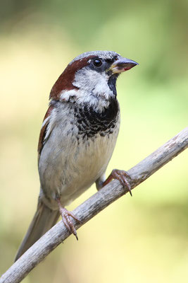 Haussperling (Passer domesticus)- Männchen Bild 009 Foto: Regine Schadach